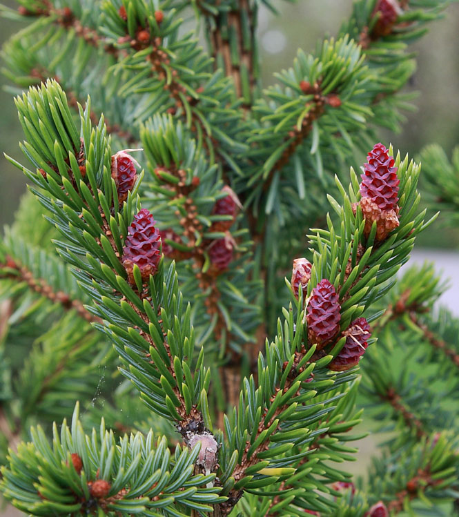 Picea omorica