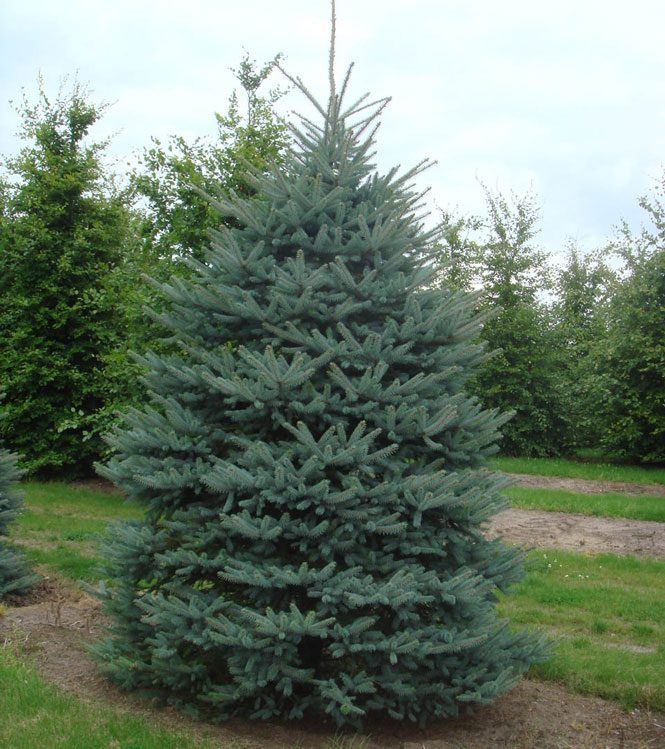 Picea pungens