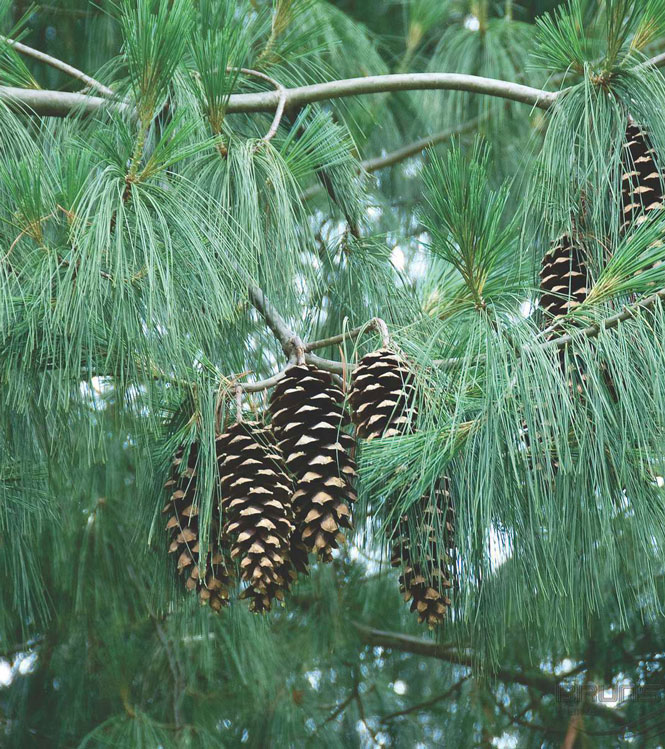 Pinus excelsa