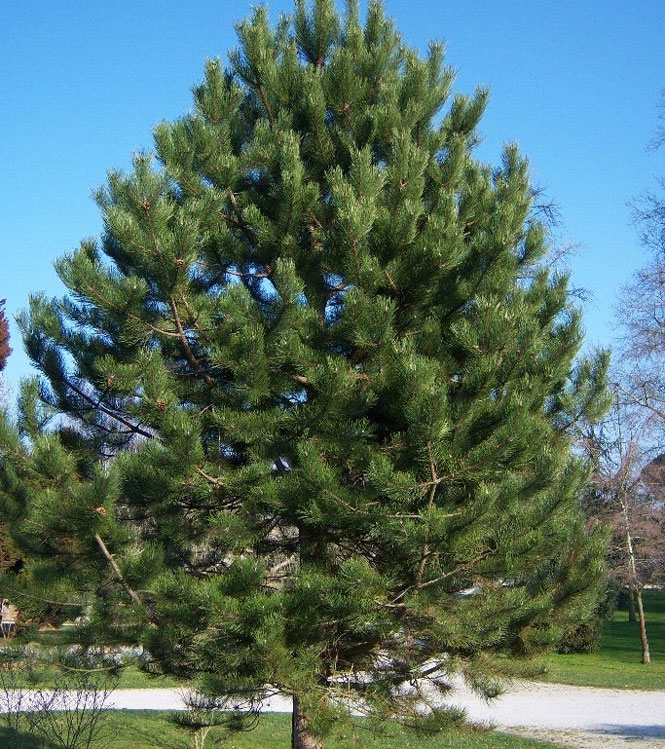 Pinus nigra