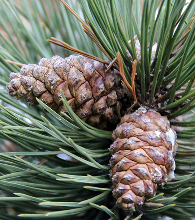 Pinus nigra