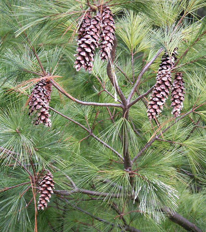 Pinus strobus