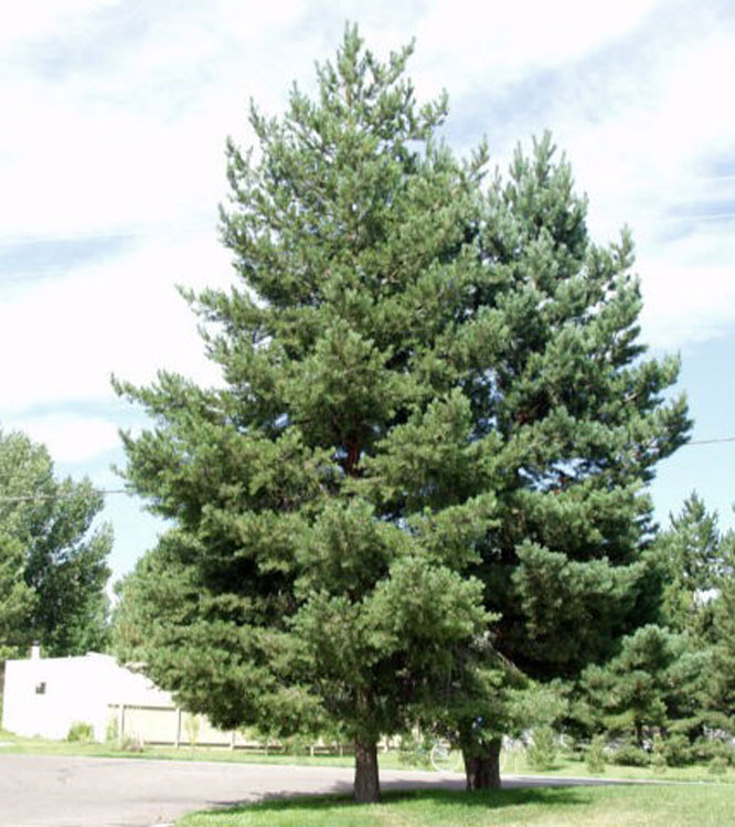 Pinus sylvestris