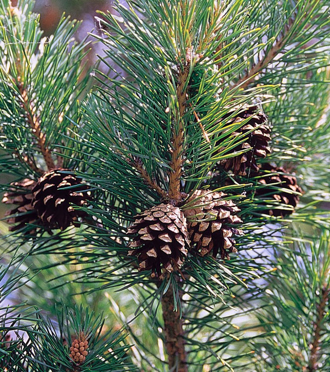 Pinus sylvestris