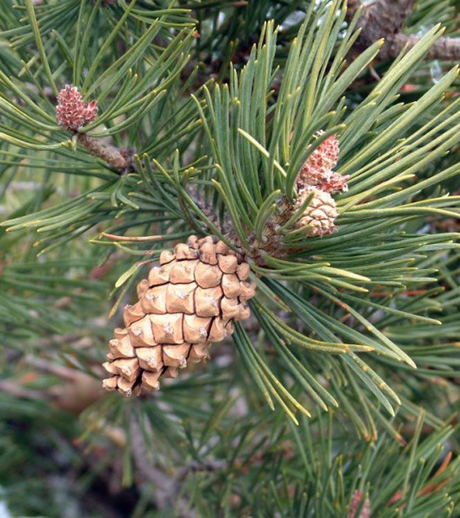 Pinus sylvestris