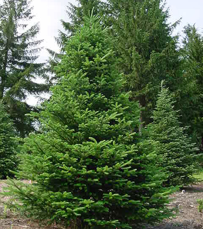 Pseudotsuga menziesii