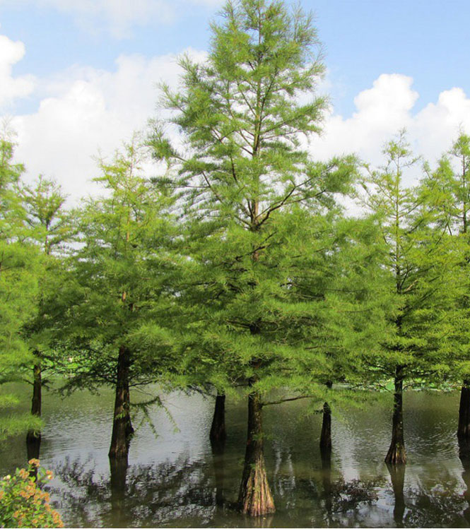 Taxodium distichum