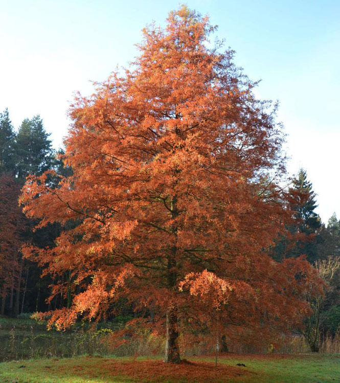 Taxodium distichum