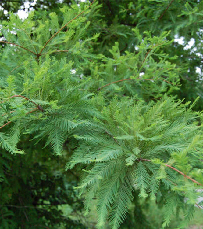 Taxodium distichum