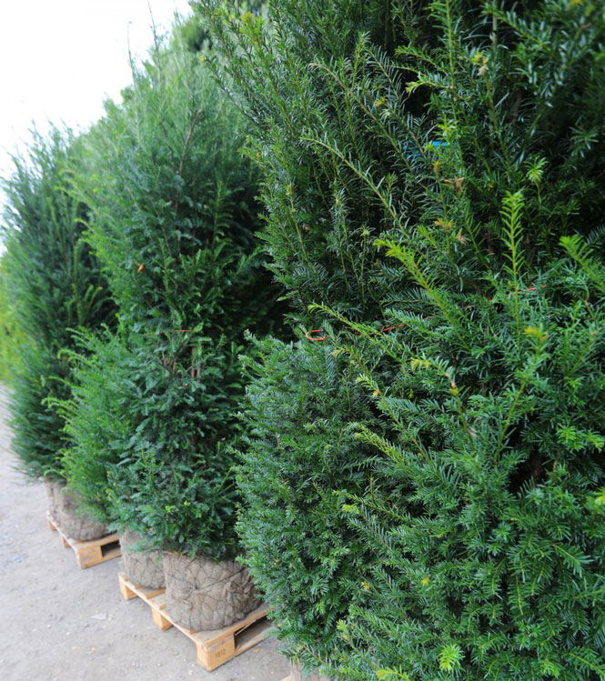 Taxus baccata