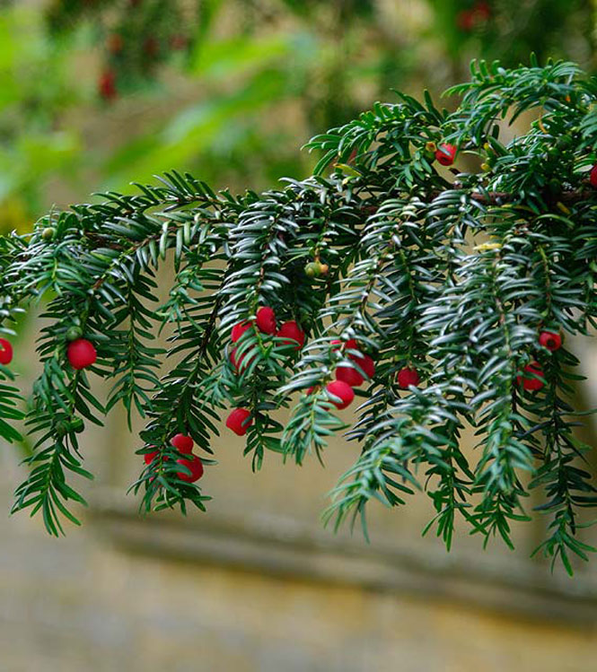 Taxus baccata