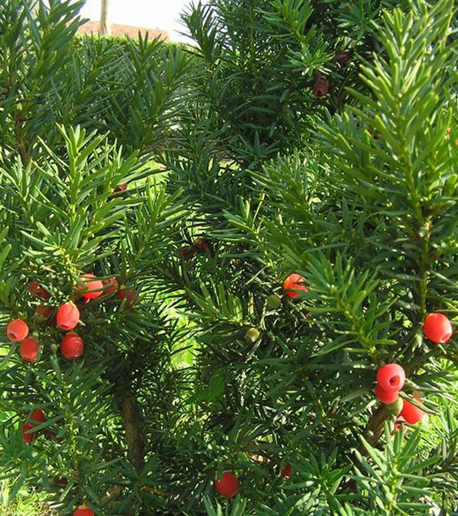 Taxus baccata