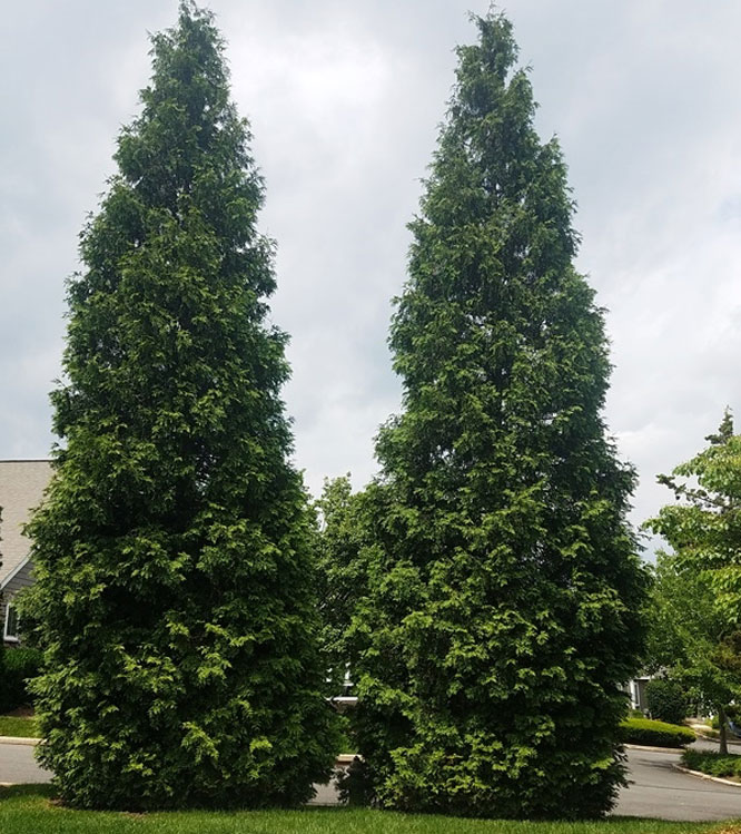 Thuja plicata