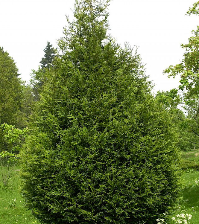 Thuja plicata