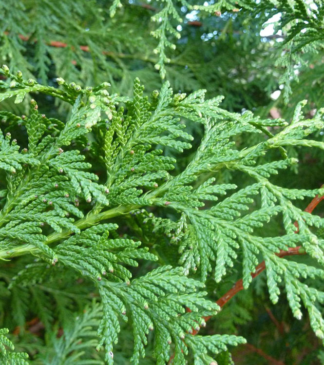 Thuja plicata