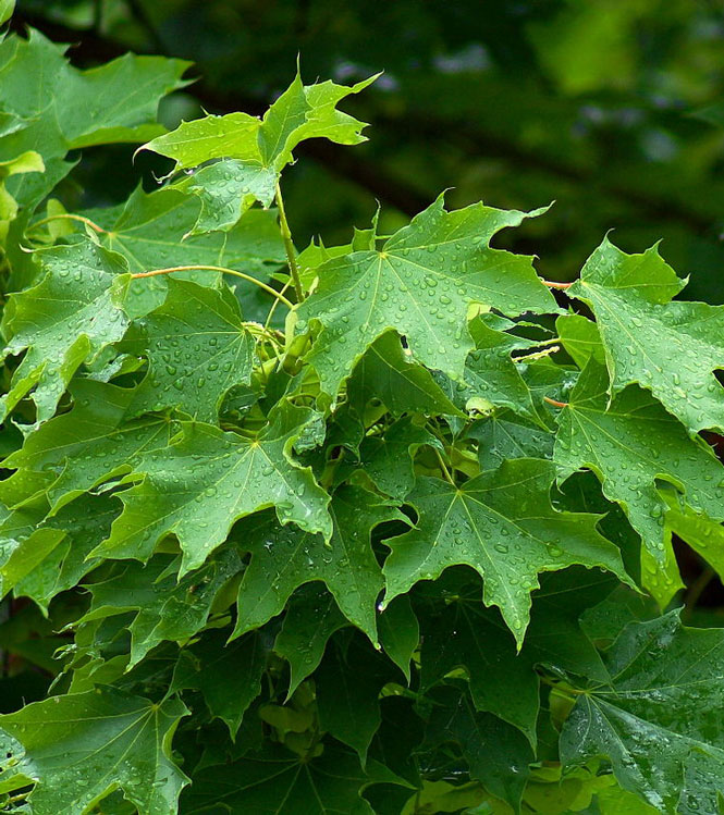 Acer platanoides