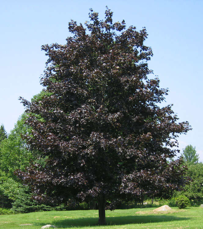 Acer platanoides Crimson King