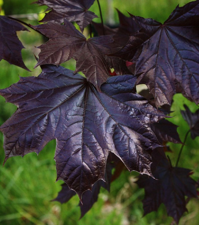 Acer platanoides Crimson King