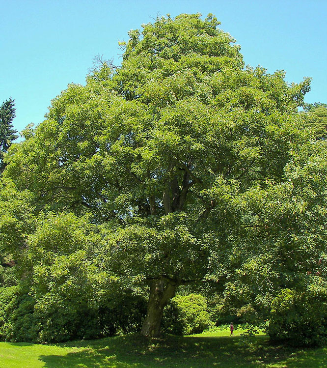 Acer pseudoplatanus