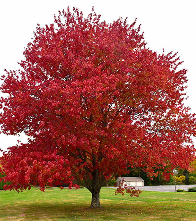 Acer rubrum