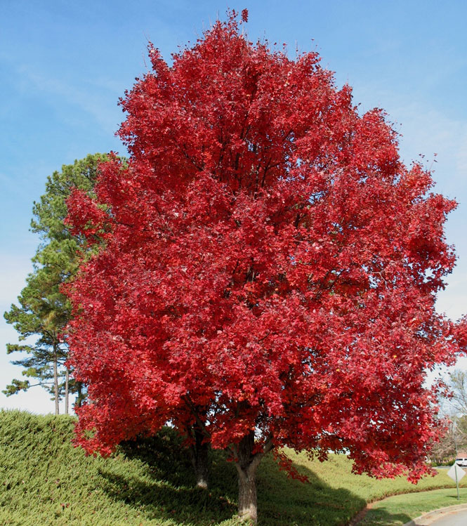 Acer rubrum