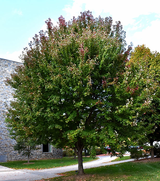 Acer rubrum