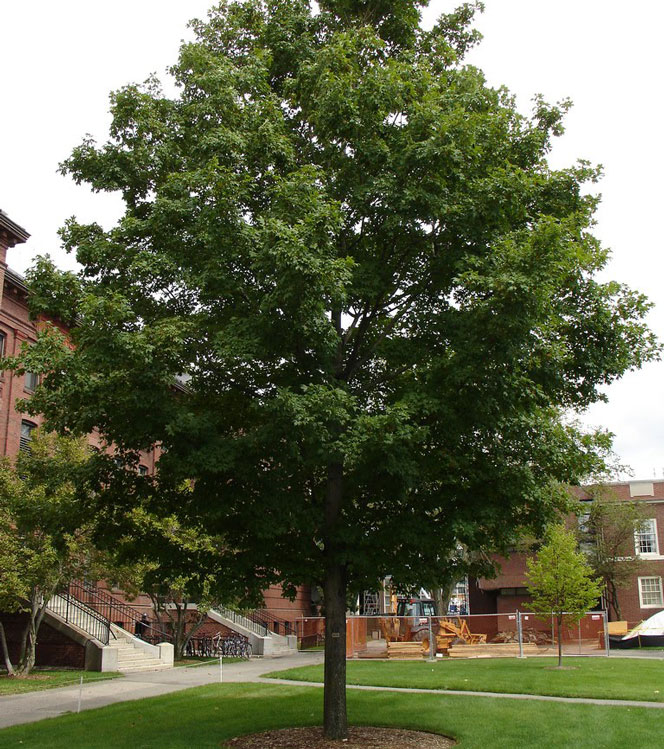 Acer saccharinum