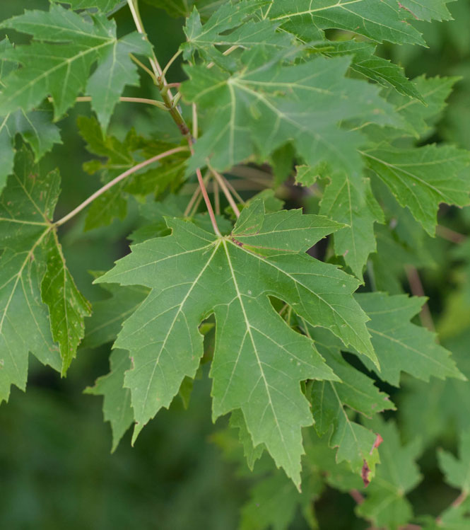 Acer saccharinum