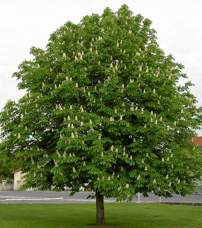 Aesculus hippocastanum