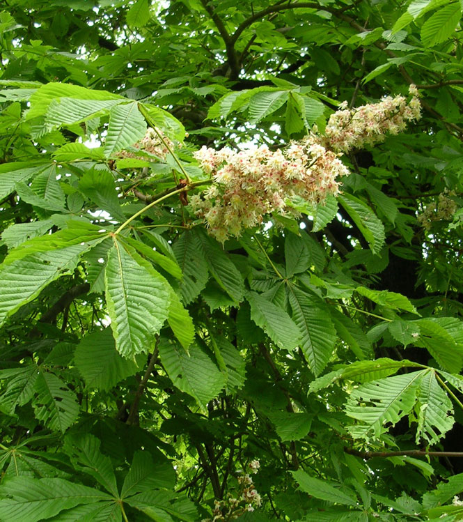 Aesculus hippocastanum