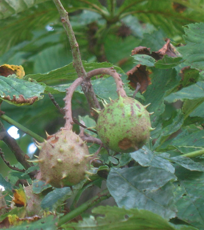 Aesculus hippocastanum