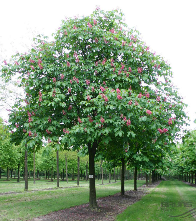 Aesculus x carnea Briotii