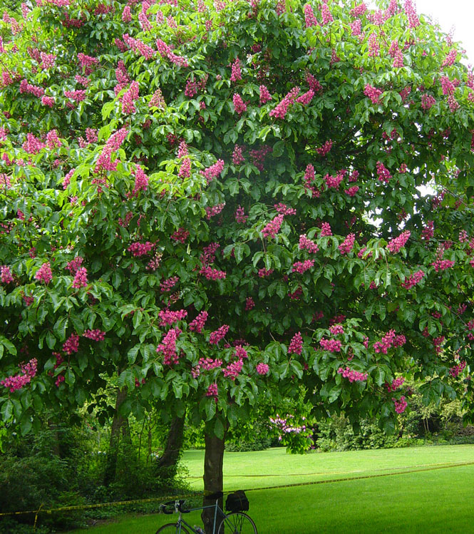 Aesculus x carnea Briotii