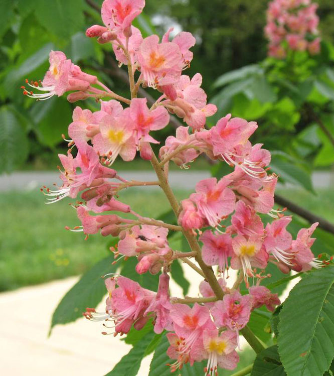 Aesculus x carnea Briotii