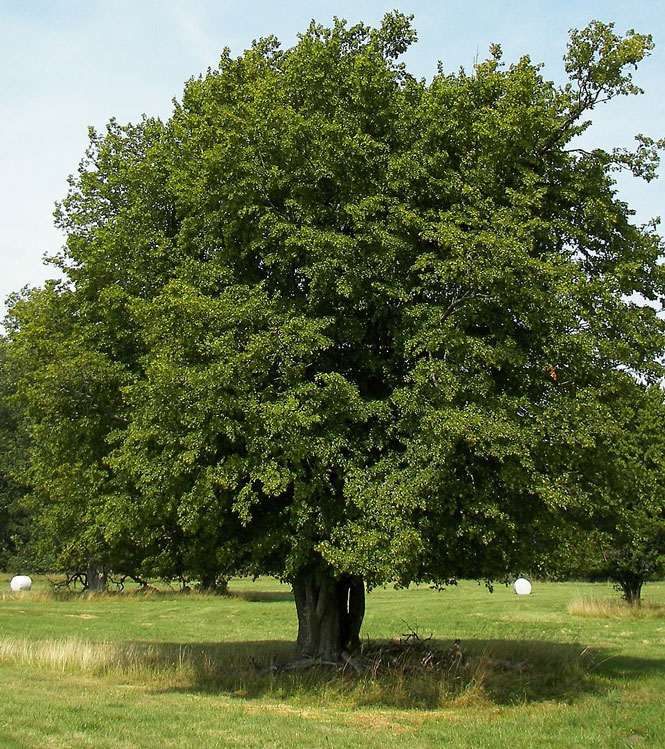 Carpinus betulus