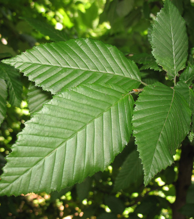 Carpinus betulus