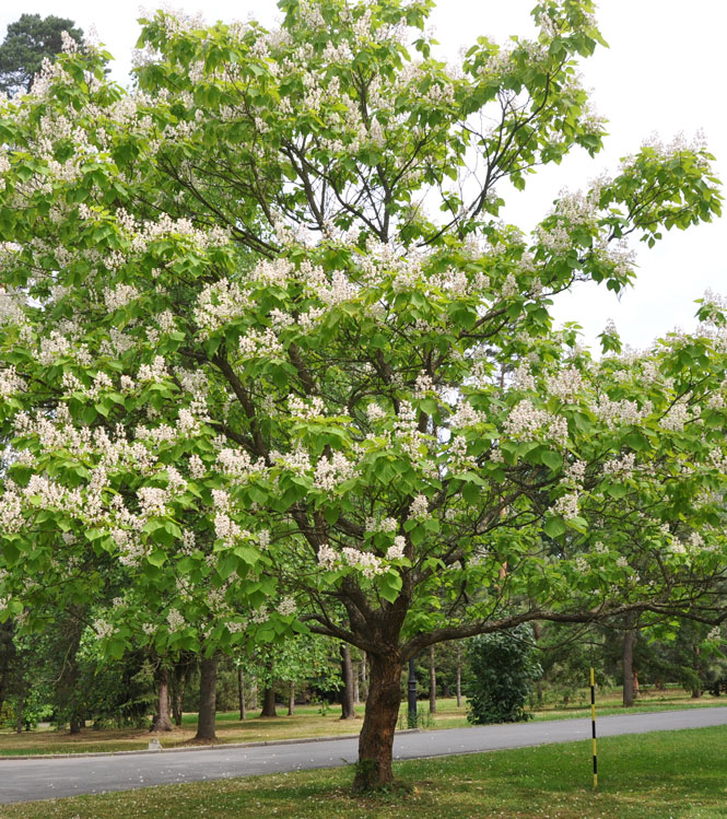 Catalpa bignonioides