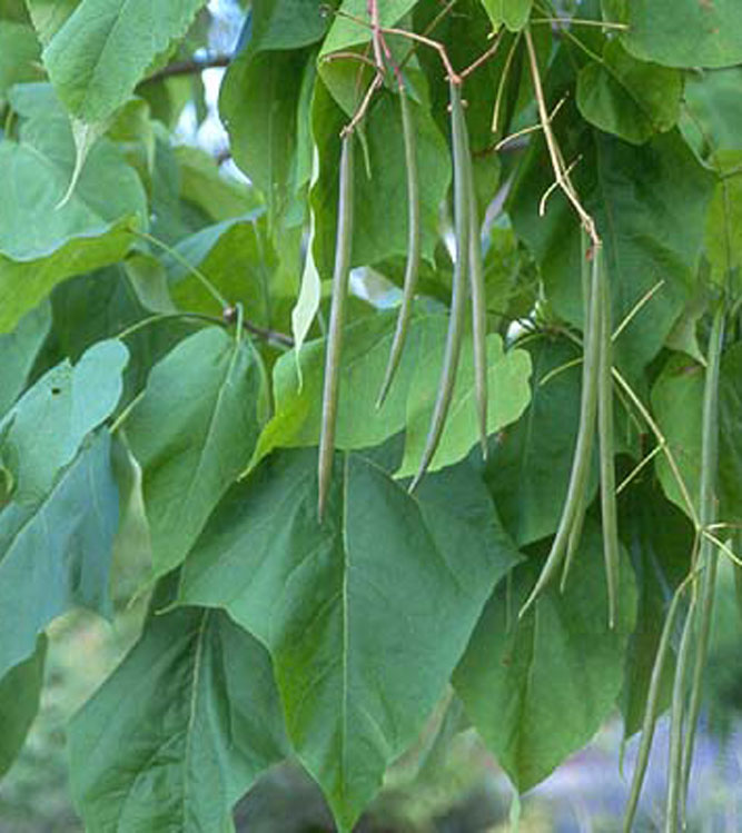 Catalpa bignonioides