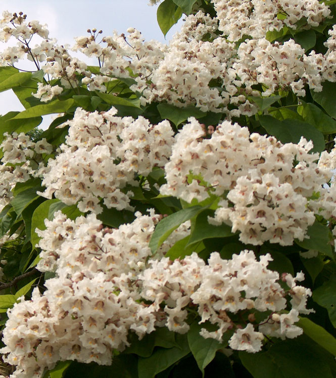 Catalpa bignonioides