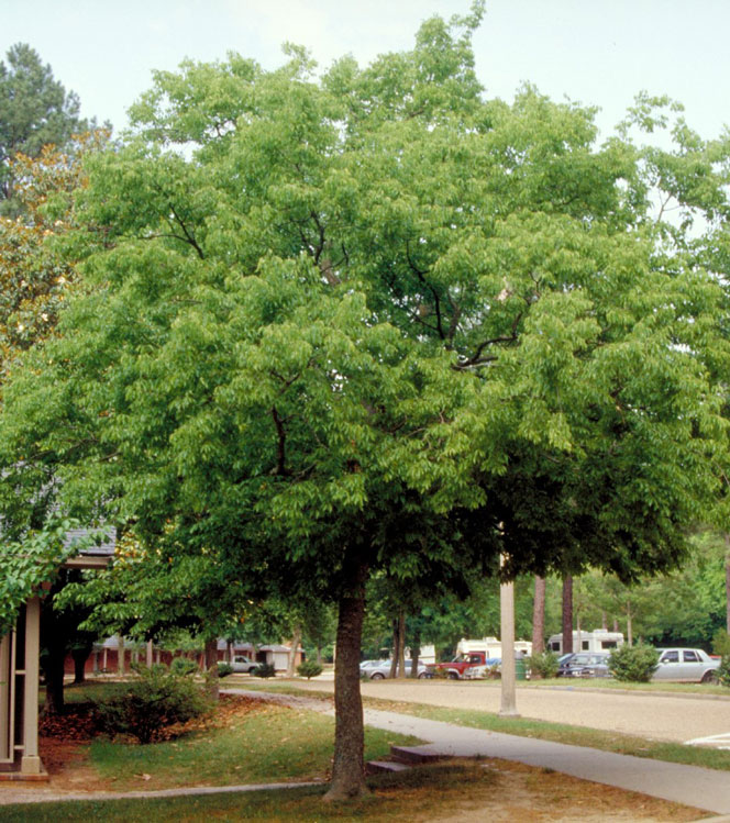 Celtis australis