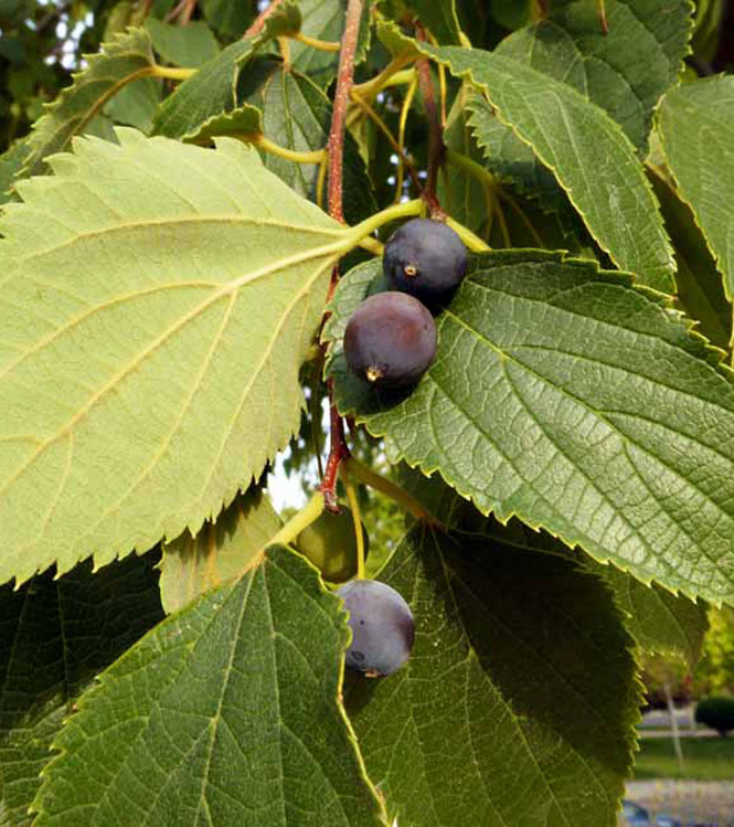 Celtis australis