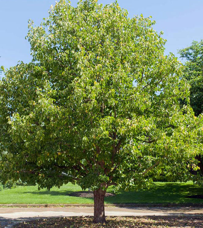 Corylus colurna