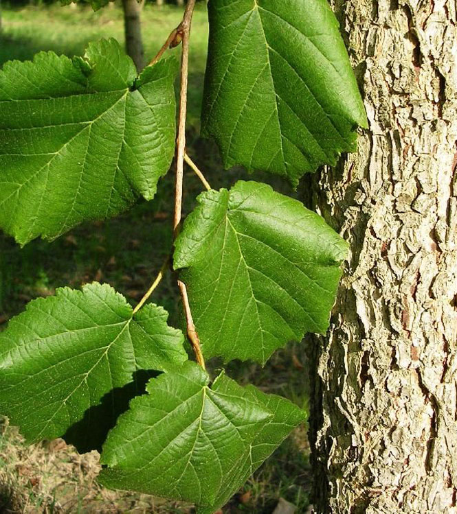 Corylus colurna