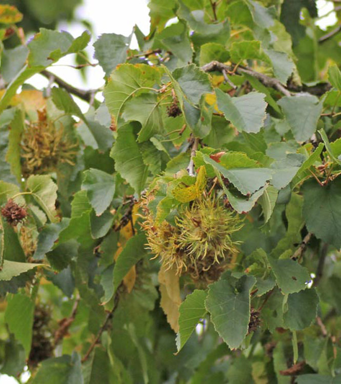 Corylus colurna