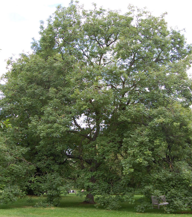 Fraxinus excelsior