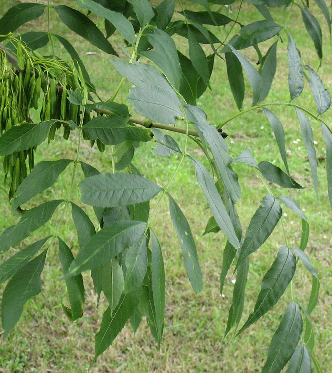 Fraxinus excelsior