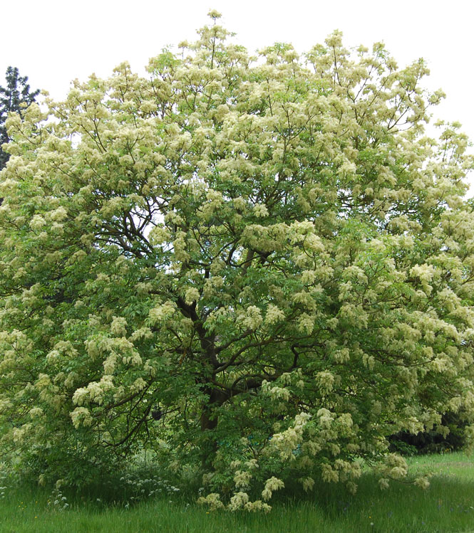 Fraxinus ornus