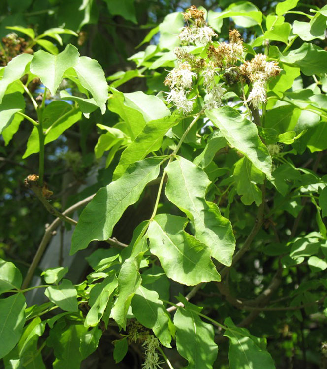 Fraxinus ornus