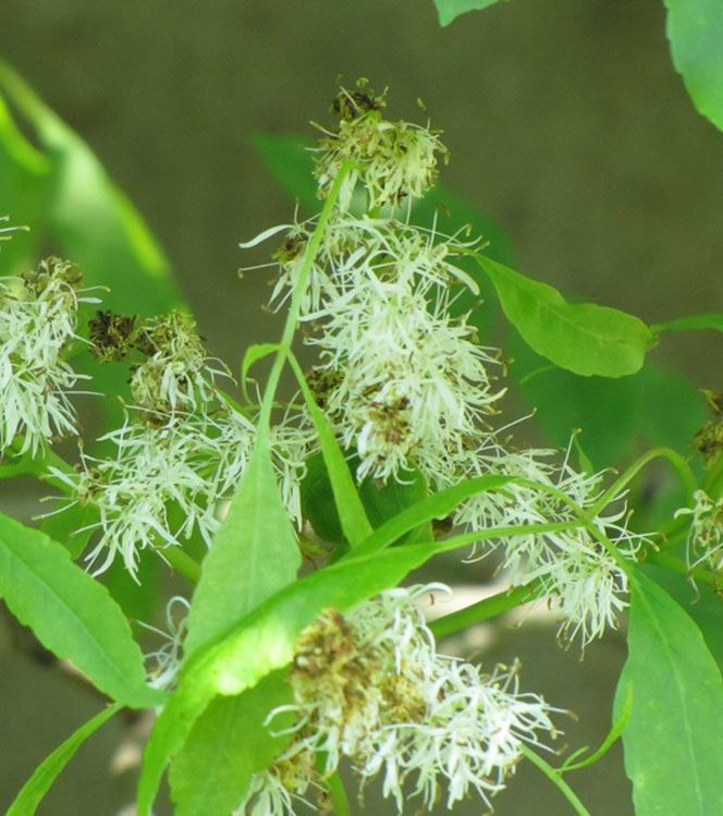 Fraxinus ornus