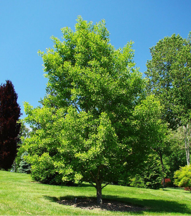 Ginkgo biloba